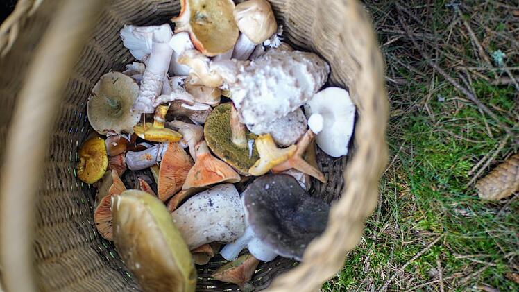 Eine Stunde in zwei Waldabschnitten und der Korb ist immerhin halbvoll.