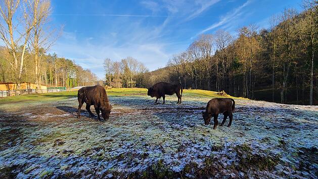 Egloffstein: Wildpark Hundshaupten auch an Weihnachten geöffnet - Landratsamt mit Infos