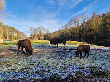 Egloffstein: Wildpark Hundshaupten auch an Weihnachten geöffnet - Landratsamt mit Infos
