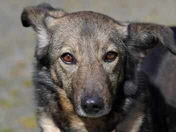 Tierheim Bamberg: H&uuml;ndin Mera sucht liebevolles und ruhiges Zuhause