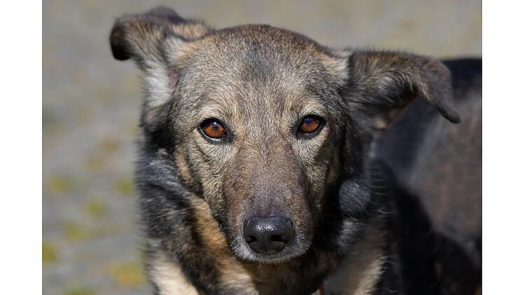 Tierheim Bamberg: H&uuml;ndin Mera sucht liebevolles und ruhiges Zuhause