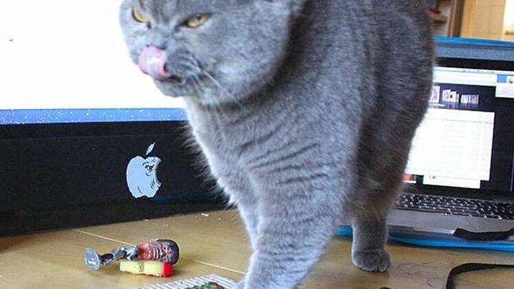 Es läuft auch mal eine Katze übers Bild. Fotos: Michael Galler