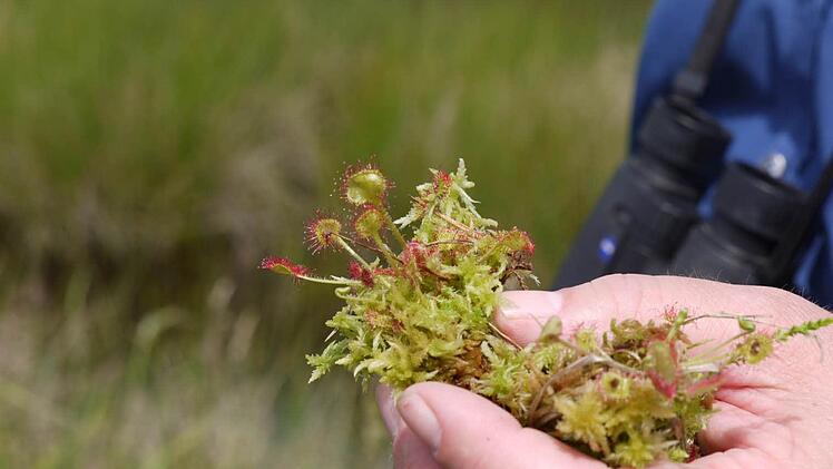 SonnentauFoto: Pauline Lindner