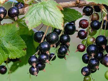 Die Schwarze Johannisbeere wirkt sich positiv auf Herz-Kreislauf-Erkrankungen aus