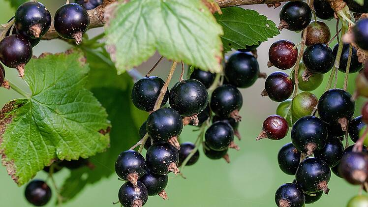 Die Schwarze Johannisbeere wirkt sich positiv auf Herz-Kreislauf-Erkrankungen aus