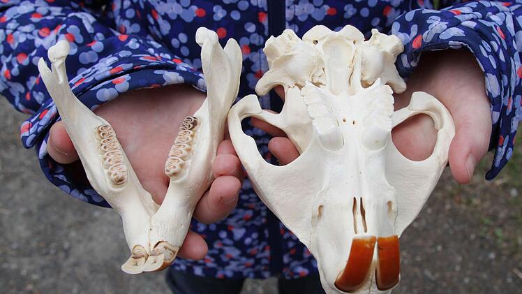 Backenzähne hat ein Biber auch.