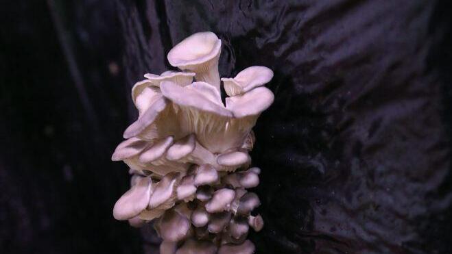 Ein Austernpilz aus der Wild'schen Zucht Foto: Barbara Herbst
