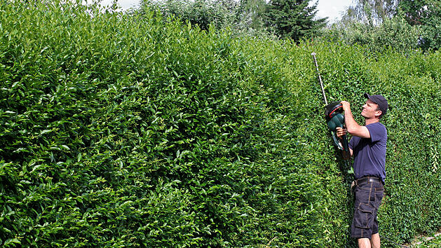 Garten im Herbst: Hecke schneiden und pflanzen – darauf muss man achten