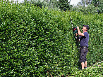 Garten im Herbst: Hecke schneiden und pflanzen – darauf muss man achten