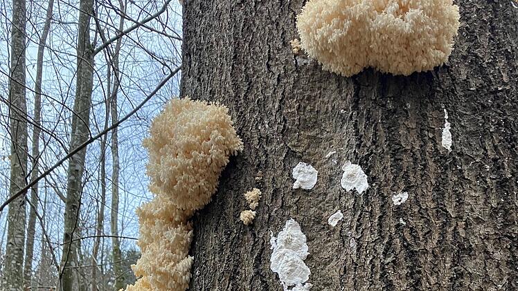 Überraschender Fund: Seltene Pilze in fränkischem Stadtwald entdeckt - "galten eigentlich als verschollen"