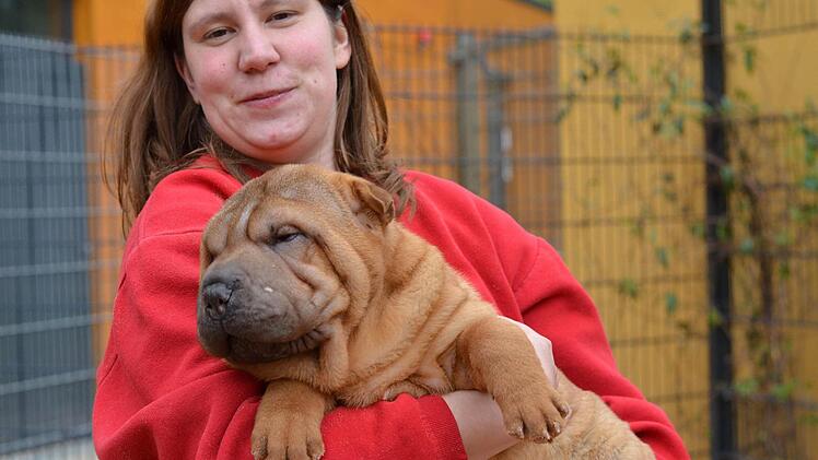 Im März 2014 wurde eine illegaler Welpentransporter bei Nürnberg gestoppt. Die noch sehr jungen Tiere wurden ins Tierheim Nürnberg gebracht. Foto: Nikolas Pelke