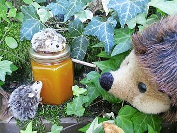 Äpfel und Kürbis passen gut zum Herbstanfang. Mit Vanille und Zimt wird daraus ein köstlicher Brotaufstrich.  Foto: Sabine Christofzik