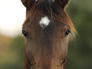 Unbekannter sticht auf Pferd im Kreis Lichtenfels ein - Polizei bittet um Hinweise Pferd, Pferde