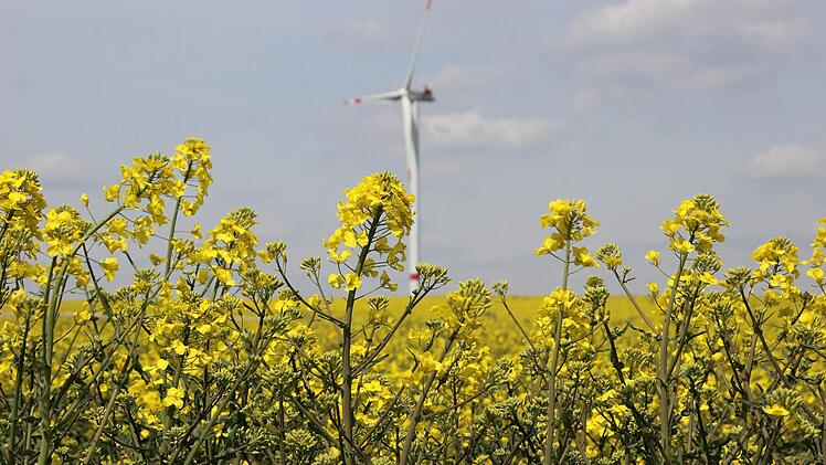 Trotz Trockenheit: Der Raps steht wie üblich rund um den 1. Mai in Blüte.