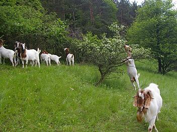 Nicht nur das Gras, auch junge Triebe munden den Ziegen bei Altenstein - sehr zum Wohlgefallen der staatlichen Naturschützer. Fotos: privat
