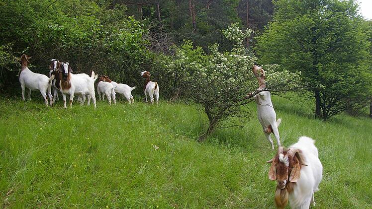 Nicht nur das Gras, auch junge Triebe munden den Ziegen bei Altenstein - sehr zum Wohlgefallen der staatlichen Naturschützer. Fotos: privat
