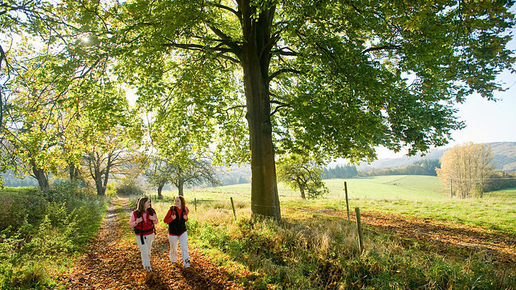 Satte grüne Wiesen, dichte Wälder, erfrischender Wind - das ist Wandern im Westerwald.