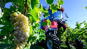 Die Winzervereinigung Freyburg startet Weinlese
