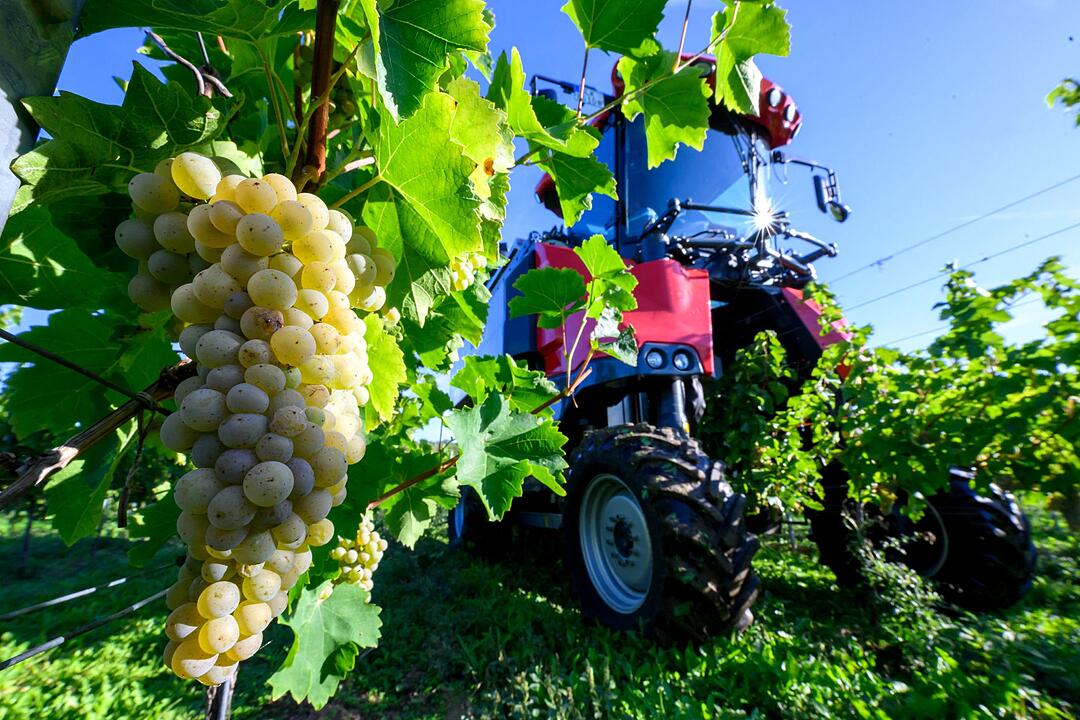 Die Winzervereinigung Freyburg startet Weinlese
