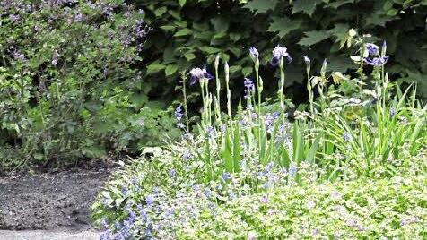 Sinfonie in Blautönen mit knospenden Iris.  Fotos: Josef Hofbauer