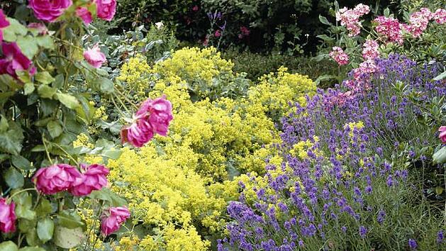 Lavendel hat einen posiitiven Einfluss auf die Rosen: Er vertreibt Blattläuse. Foto: Archiv/PdM