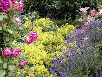 Lavendel hat einen posiitiven Einfluss auf die Rosen: Er vertreibt Blattläuse. Foto: Archiv/PdM