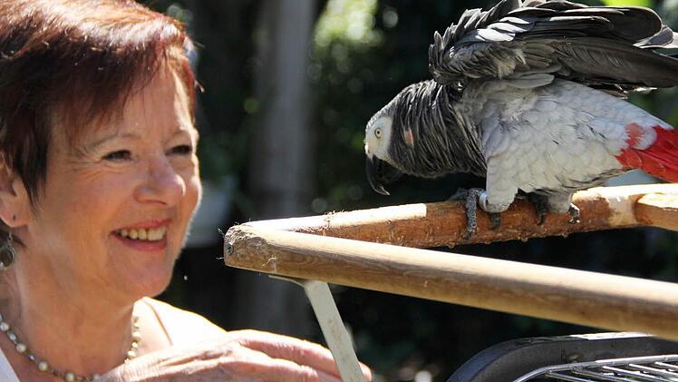 Gerne hat es der Kongo-Graupapagei "Coco" im Hause der Familie Bohl in der Haydnstraße in Ebern, wenn er Zuwendung, wie hier von Monika Bohl erfährt. Foto: Helmut Will