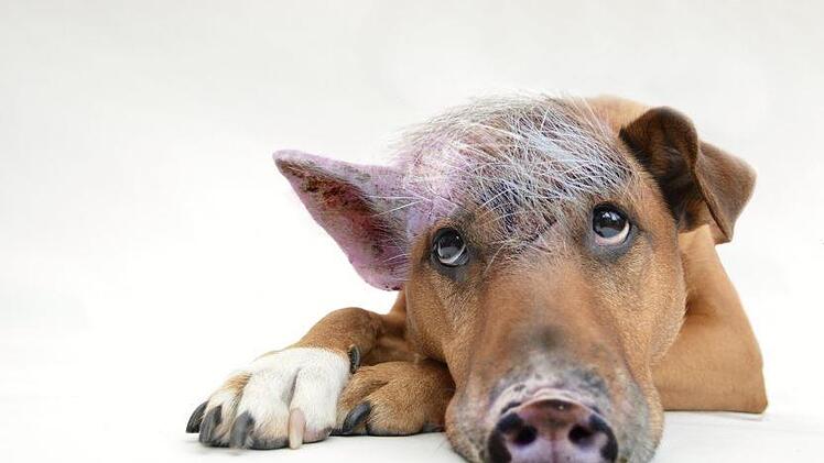 Den inneren Schweinehund zu überwinden, ist selbst nach mehreren Wochen Lauf-geht's-Programm nicht immer einfach. Foto: pixabay