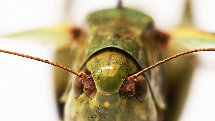 Heuschrecken im Naturkundemuseum Karlsruhe