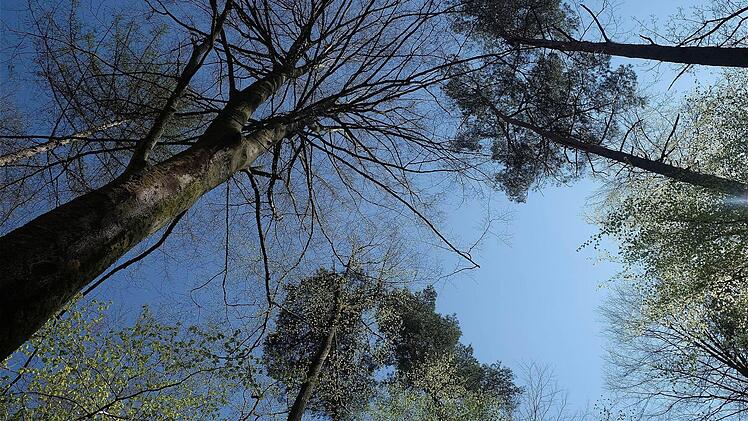 Waldbegang des Gemeinderates Wartmannsroth im April 2015 Foto: Gerd Schaar
