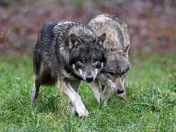 In der Nähe von Thuisbrunn (Landkreis Forchheim) wurden zwei Wölfe gesichtet.  Symbolbild: Carsten Rehder/dpa