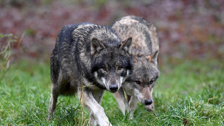 In der Nähe von Thuisbrunn (Landkreis Forchheim) wurden zwei Wölfe gesichtet.  Symbolbild: Carsten Rehder/dpa