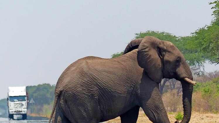 In Botswana: Vorfahrt für Elefanten