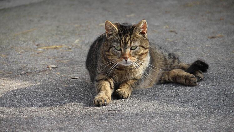 Die Freigängerkatzen im Tierheim sind eher scheu und werden sich nicht mehr leicht an ein neues Zuhause gewöhnen.