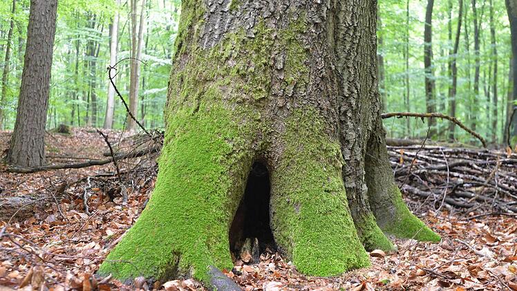 Geschützt - nicht geschützt - doch geschützt? Vor lauter Buchen ist der Steigerwald oft nicht mehr klar zu sehen. Foto: Ronald Rinklef