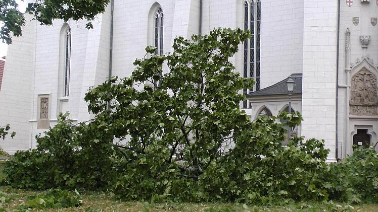 Die erst in den letzten Jahren mit Millionenaufwand sanierte Ritterkapelle in Haßfurt blieb dem ersten Anschein nach unversehrt: Allerdings erwischte es die Bäume auf dem Vorplatz. Sie verloren einige Äste. Foto: Christian Licha
