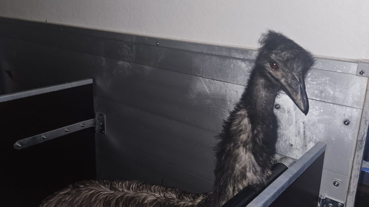 Emu