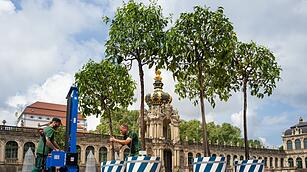 R&uuml;ckkehr der Orangenb&auml;umchen in den Dresdner Zwinger