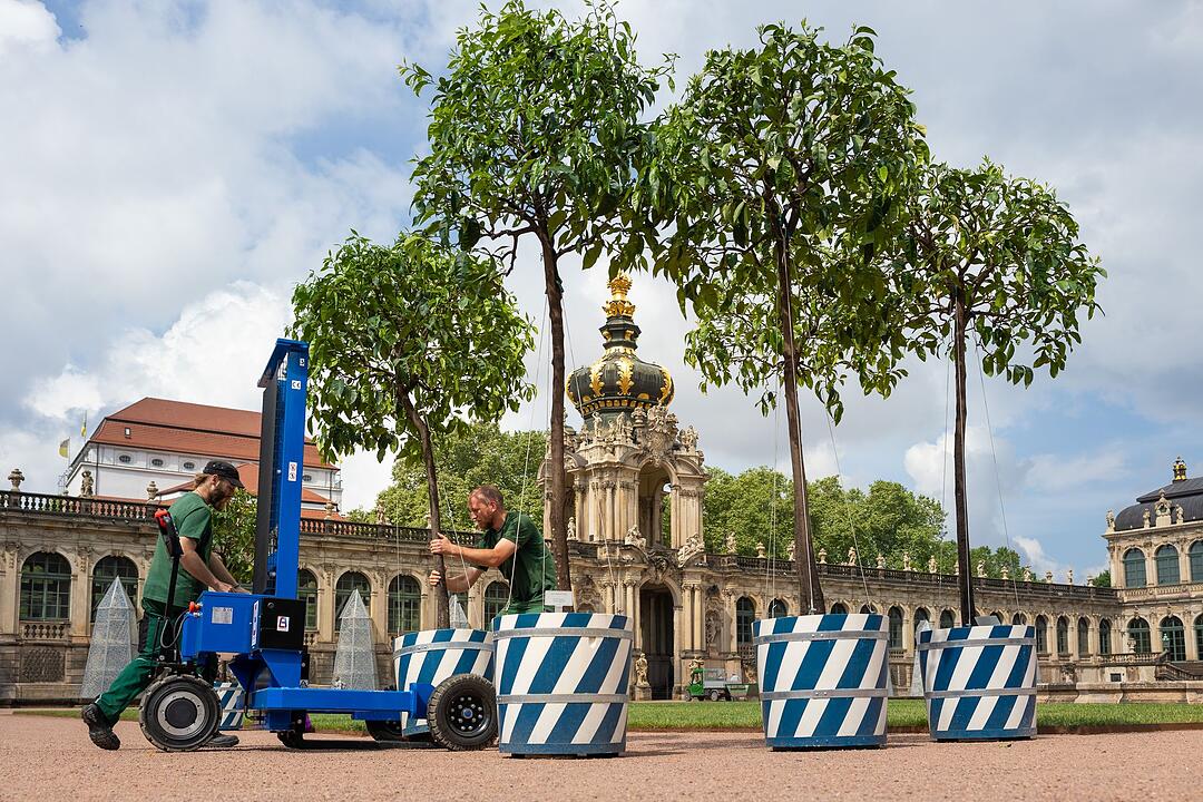R&uuml;ckkehr der Orangenb&auml;umchen in den Dresdner Zwinger