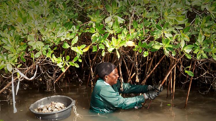 Die Muschelsammlerinnen im Senegal m&uuml;ssen schnell sein: Sie suchen bei Ebbe nach Austern.