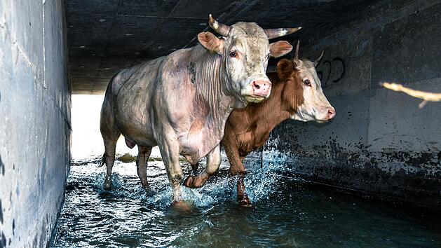 Laufen Kühle im Wasser voll?  Das ist dran am Schließmuskel-Mythos