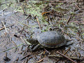 Tiergarten N&uuml;rnberg wildert sieben Europ&auml;ische Sumpfschildkr&ouml;ten aus