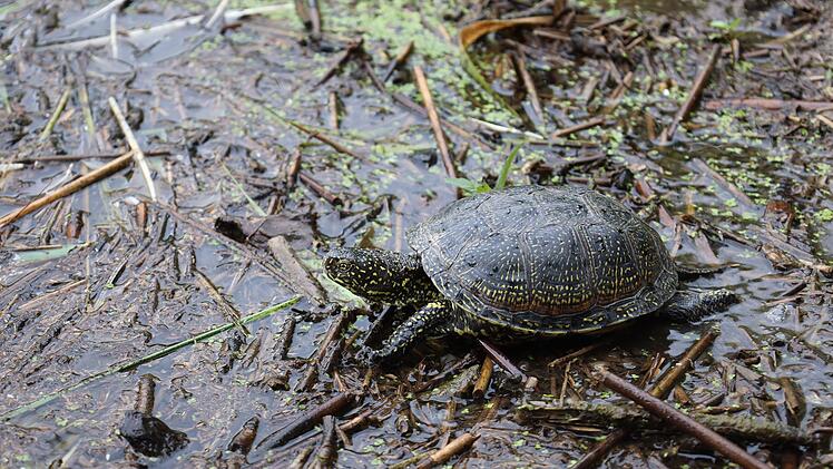 Tiergarten N&uuml;rnberg wildert sieben Europ&auml;ische Sumpfschildkr&ouml;ten aus