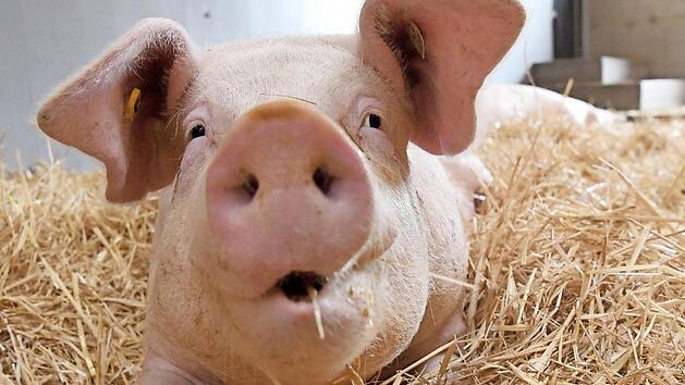Auf Stroh f&uuml;hlen sich die Schweine wohl. Diese Art der Schweinehaltung soll h&ouml;here Standards in der Schweinefleischerzeugung garantieren. Wie Landwirte, Metzger und Verbraucher davon profitieren, ist eines der Themen des Fleischforums in Kulmbach. Foto: Marijan Murat/dpa