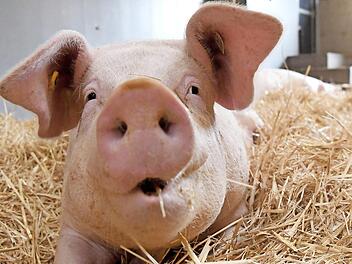 Auf Stroh fühlen sich die Schweine wohl. Diese Art der Schweinehaltung soll höhere Standards in der Schweinefleischerzeugung garantieren. Wie Landwirte, Metzger und Verbraucher davon profitieren, ist eines der Themen des Fleischforums in Kulmbach. Foto: Marijan Murat/dpa