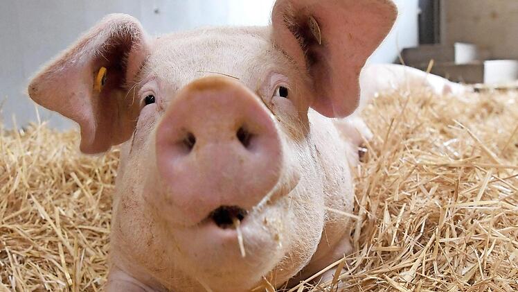 Auf Stroh fühlen sich die Schweine wohl. Diese Art der Schweinehaltung soll höhere Standards in der Schweinefleischerzeugung garantieren. Wie Landwirte, Metzger und Verbraucher davon profitieren, ist eines der Themen des Fleischforums in Kulmbach. Foto: Marijan Murat/dpa