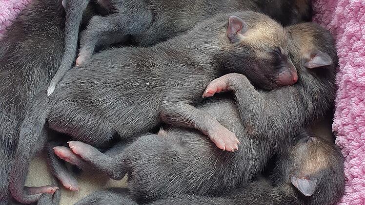 Bad Kissingen: Initiative richtet Appell an Finder von Wildtieren - "kommen in katastrophalen Zuständen an"