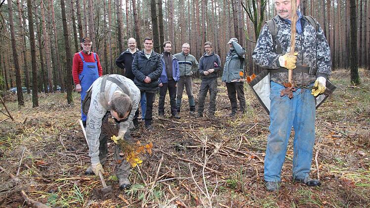Buche statt Kiefer: Waldarbeiter pflanzen die Buchenwildlinge ein. Zuvor wurde der Wald ausgelichtet und beste Ausgangsbedingungen für den Pflanzenwuchs geschaffen.  Foto: Mathias Erlwein