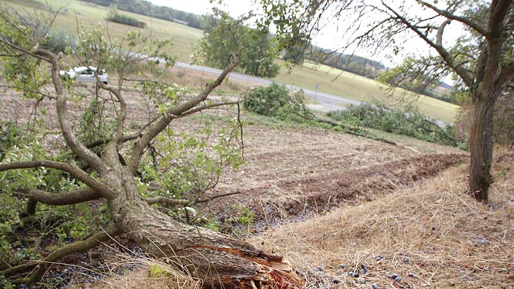 Ein Zwetschgenbaum brach zwischen Höchstadt und Lonnerstadt einfach um.  Foto: Andreas Dorsch
