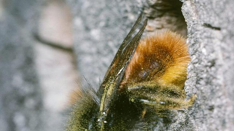 Das Weibchen der Gehörnten Mauerbiene fliegt gleich aus.